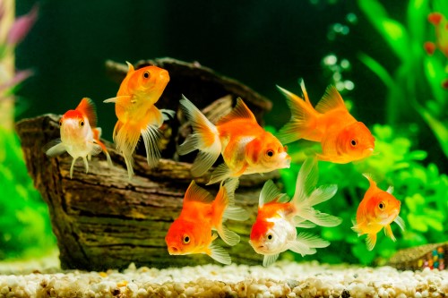 Aquarium Fish/Aquatic Pets