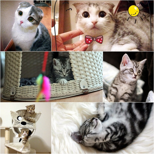 Cat /Kitten