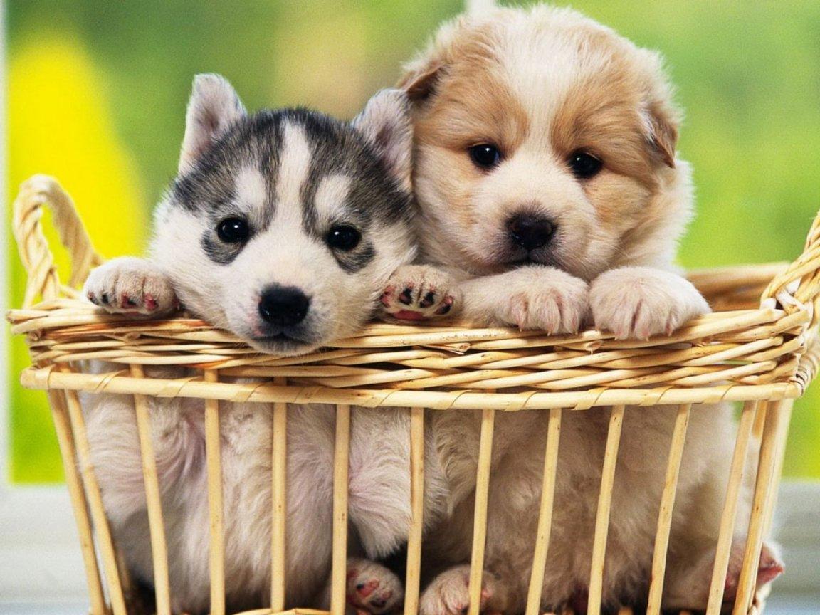 Dog/Puppy